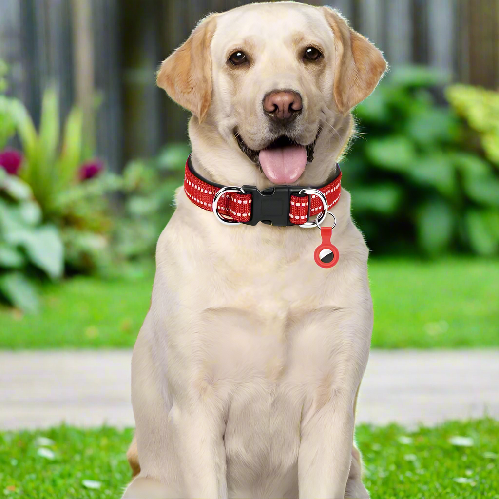 Yellow Labrador wearing red reflective dog collar with buckle and ID tag – adjustable pet collar for safety and comfort