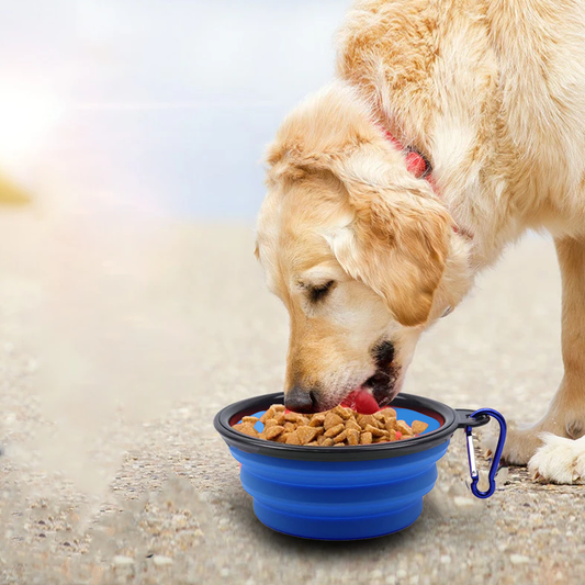 Golden retriever eating from a blue collapsible dog bowl, portable travel pet food and water dish with carabiner clip, outdoor pet feeding accessory