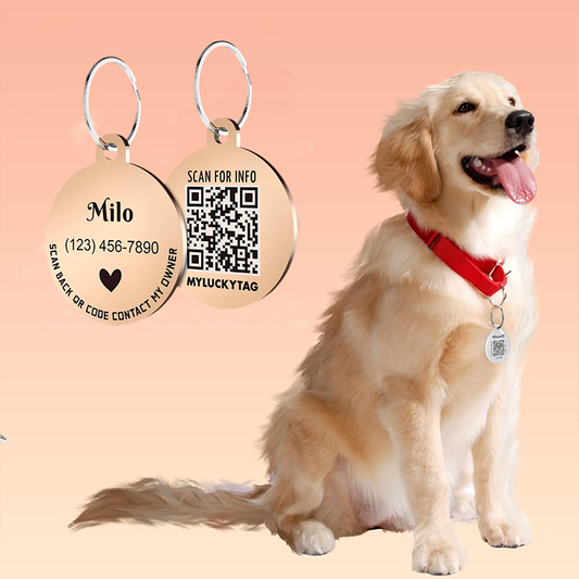 Personalized engraved dog ID tag with QR code, custom pet name and phone number, golden retriever wearing red collar with pet identification tag for safety