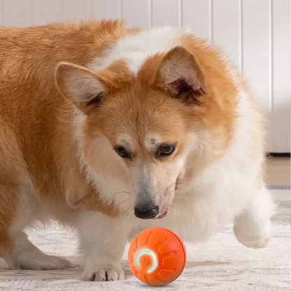 Corgi dog playing with smart interactive ball toy – durable automatic rolling ball for dogs