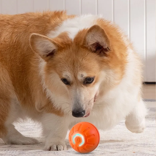 Corgi dog playing with smart interactive ball toy – durable automatic rolling ball for dogs
